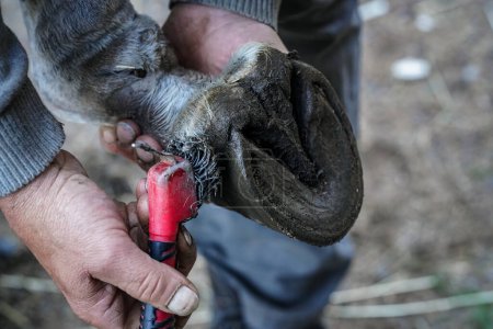 Man farrier using small metal pick brush tool to clean horse hoof, before applying new horseshoe. Closeup up detail to hands holding wet animal feet