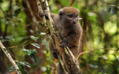 Téléchargez les photos : Lémur de Bambou - Hapalemur griseus - tenant à un arbre fin, détail rapproché au visage poilu regardant de côté, photo de l'habitat naturel dans la jungle de Madagascar - en image libre de droit
