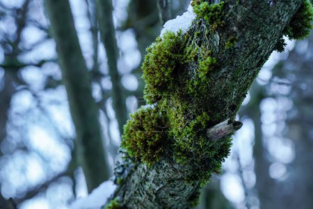 Téléchargez les photos : Mousse verte fine et lichen poussant dans la forêt au-dessus des arbres - neige fondante à proximité, gros plan - en image libre de droit