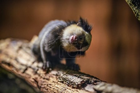 Small White headed marmoset - Callithrix geoffroyi - walking on tree branch, head twisted, looking curious