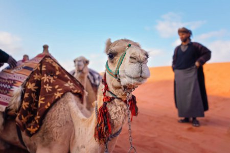 Téléchargez les photos : Chameau reposant sur du sable rouge Wadi Rum désert détail rapproché, flou local Bédouin homme en arrière-plan - en image libre de droit