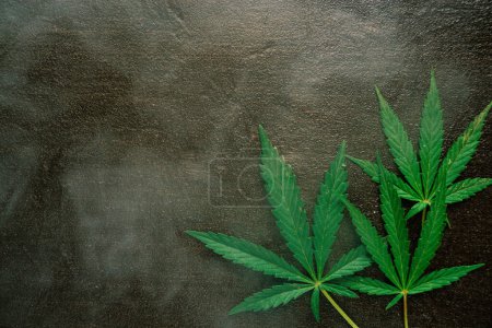 Téléchargez les photos : Feuilles de marijuana médicale en fumée, cannabis sur fond noir foncé - en image libre de droit