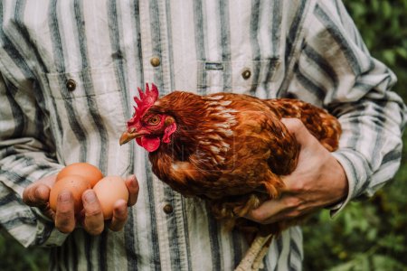 Foto de Red adult laying hen and fresh farm eggs in farmer's hands 1 - Imagen libre de derechos