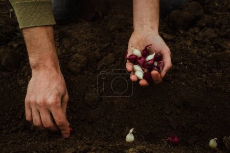 a male farmer plants colored, white and purple onion seedlings with his hands for growing a crop in a vegetable garden. Spring gardening