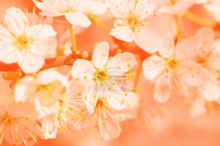 Close up sakura or cherry blossom toned in Peach Fuzz color. Peach Cherry Flower with background