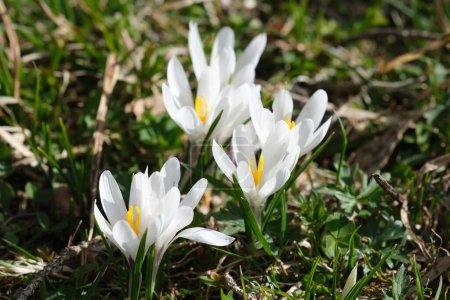 Spring white flowers, crocus close up in bloom
