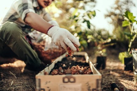 Les jardiniers utilisent des écorces de noix de coco comme base pour les pots mélangés avec de la terre avant de planter des légumes.