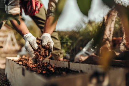 Photo for Gardeners are using coconut husks as a base for pots mixed with soil before planting vegetables. - Royalty Free Image