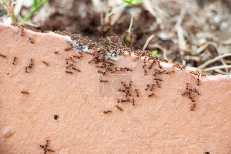Ants on the ground. Ants on the ground. Ants take care of their nest.