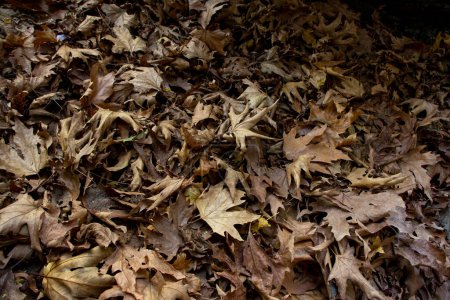 Foto de Hojas secas en el suelo en el bosque, fondo de otoño. - Imagen libre de derechos