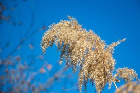 Dry reed against the blue sky in winter. Close-up. Dry reed against the blue sky on a sunny day in winter
