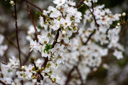 Foto de Flores blancas en las ramas de un árbol en flor en primavera. Flor de cerezo en un árbol en primavera, de cerca - Imagen libre de derechos