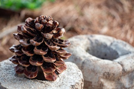 Foto de Cono de pino en una olla de barro sobre un fondo de vegetación. Cono de pino en la piedra en el jardín. - Imagen libre de derechos