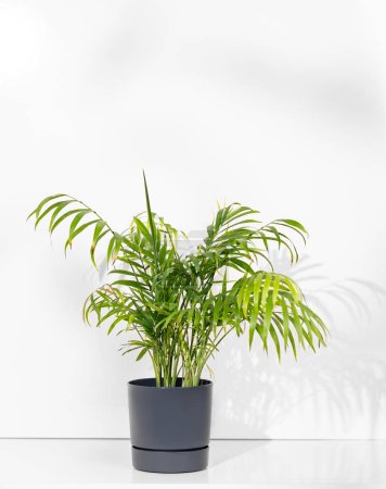 Zimmerpflanze Chamaedorea in einem Topf auf weißem, isoliertem Hintergrund. Hobbys und Urban Gardening. Frontansicht und Kopierraum.