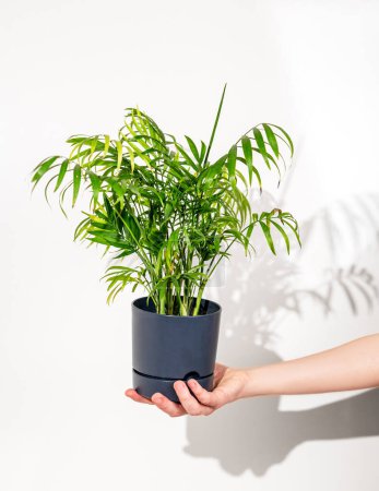 Hand halten Zimmerpflanze cchamaedorea in einem Topf auf einem weißen isolierten Hintergrund. Hobbys und Urban Gardening. Frontansicht.
