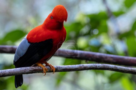 Photo for Beautiful red parrot bird, Gallito de Roca Andino - Andean Cock-of-the-rock Rupicola peruvianus - Royalty Free Image