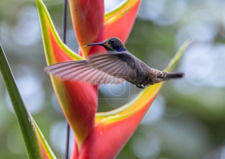 Téléchargez les photos : Bel oiseau perroquet rouge, Colibri Pardo Colibr Delphinae Brun Violette - en image libre de droit