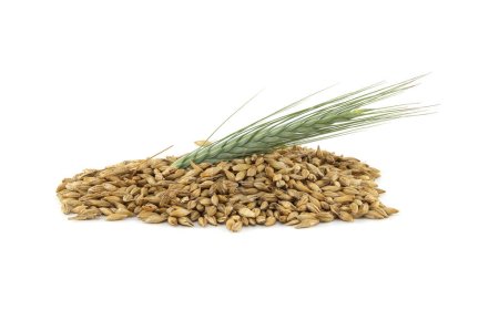Photo for Barley seeds with the outer husk and barley ears isolated on white background, new grain harvest concept - Royalty Free Image