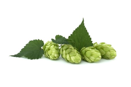 Fresh branch of hops (Humulus lupulus) against a white background