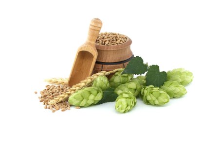 Hops cones spilling from a hessian bag near to wheat grain seeds and wooden scoop isolated on a white background. Beer brewing and pharmacy ingredients