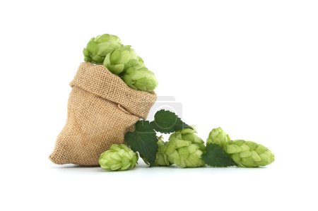 Photo for Hops cones with leaves spilling from a hessian bag, beer brewing and pharmacy ingredients isolated on white background - Royalty Free Image