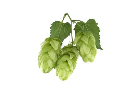 Fresh green hops branch, isolated on a white background. Hop cones with leaf