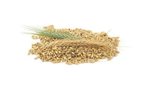 Barley seeds with the outer husk and barley ears isolated on white background, new grain harvest concept