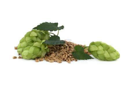 Hops cones and wheat grain seeds isolated on a white background, beer brewing and pharmacy ingredients