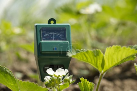 Photo for Agricultural meter to measure the soil pH, light and moisture level of the soil among the blooming strawberry plants - Royalty Free Image