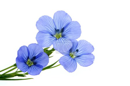Blaue Flachsblüte in Nahaufnahme über weißem Hintergrund, schöne blaue Flachsblüte und freier Platz für Text