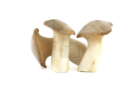 Pleurotus eryngii mushroom isolated on white background, also known as king trumpet mushroom, French horn mushroom, eryngi, king oyster mushroom, king brown mushroom