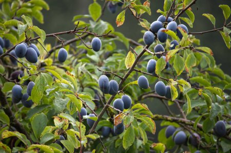 Téléchargez les photos : Prunier aux branches lourdement chargées de prunes bleues mûres - en image libre de droit