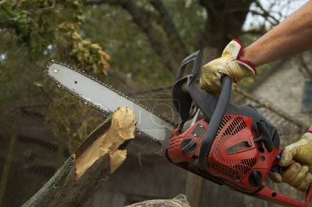 Foto de Persona en un entorno al aire libre que opera activamente una motosierra para cortar un tronco - Imagen libre de derechos
