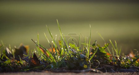 Photo for Early morning setting focusing on a grass and leaves with dew drops, leaves interspersed with the grass suggesting a fall season, dominate greens and yellows color - Royalty Free Image