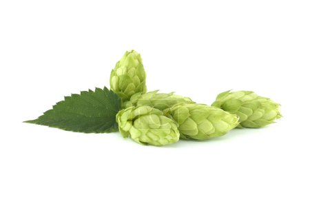Photo for Fresh green hops cones in close up isolated on white background, full depth of field. Humulus lupulus seed cones, beer ingredients, herbal natural medicine - Royalty Free Image