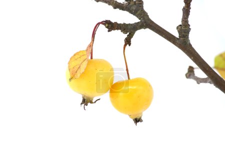 Foto de Rama con frutos de manzana de cangrejo y hojas amarillentas aisladas sobre fondo blanco. Malus sylvestris, manzana cangrejo europea, también conocida como la manzana silvestre europea o simplemente la manzana cangrejo - Imagen libre de derechos