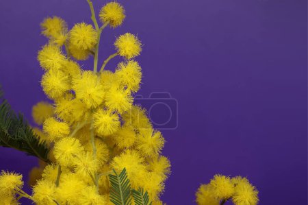 Foto de Flores de mimosa amarillas en primer plano sobre fondo azul. Rama de Acacia dealbata (wattle plateado). - Imagen libre de derechos
