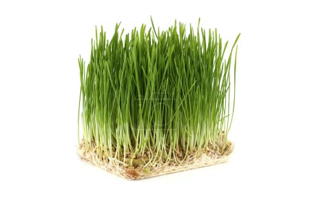 Téléchargez les photos : Plateau en maille en forme de cube vibrant contenant de l'herbe de blé verte fraîche avec des racines visibles isolées sur fond blanc - en image libre de droit