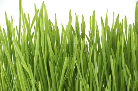 Téléchargez les photos : Herbe de blé vert frais tiges en gros plan sur fond blanc - en image libre de droit
