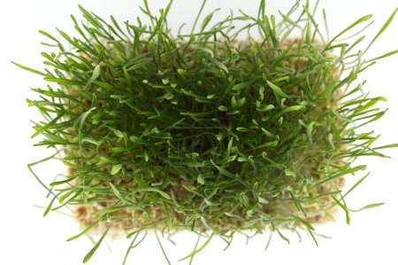 Draufsicht auf einen lebendigen grünen Weizengrashalm auf einer weißen Oberfläche mit selektivem Fokus