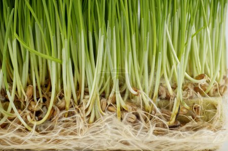 Nahaufnahme von frischem grünen Weizengras mit sichtbaren Wurzeln vor weißem Hintergrund. Die Wurzeln sind überwiegend weiß und variieren in ihrer Dicke, die sich unter dem Gras in mehrere Richtungen ausbreitet.