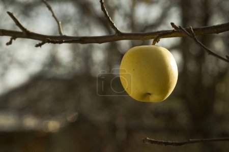 Primary focus of the image is a vibrant yellow apple, a symbol of bounty and health, hanging from a tree branch, color contrast hints at the change of seasons, autumn, when fruits are at their ripest