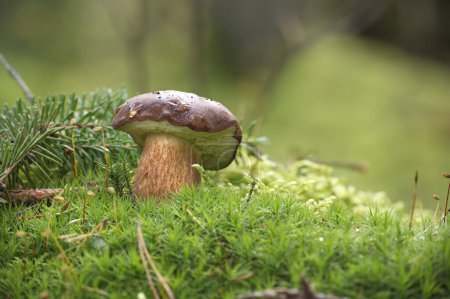 Photo for Close up of a Boletus pinophilus mushroom also known as the pine bolete or pinewood king bolete, growing on top of moss in an outdoor setting - Royalty Free Image