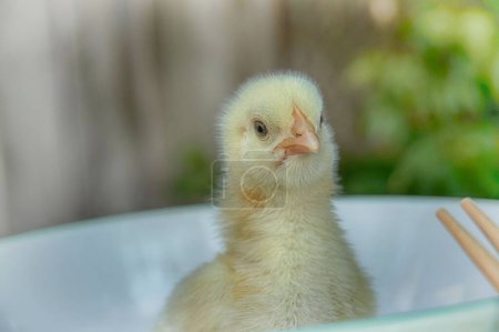 The chick, with brown eyes and an orange beak, fluffy with downy feathers just beginning to grow sitting in a white bowl and chopsticks resting on the side of the bowl
