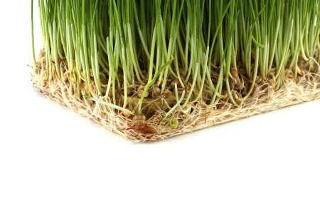 Fresh green wheatgrass with visible roots isolated on white background
