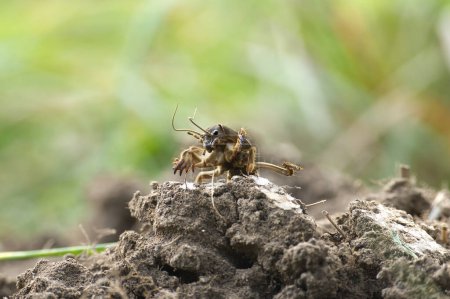 European mole cricket (Gryllotalpa gryllotalpa) a pest in low angle view and blurred green lush grass or foliage in the background