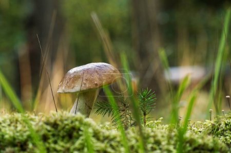 Photo for Penny Bun or Boletus edulis, Cep mushroom growing in the woods surrounded by moss and grass, background consists of trees and other vegetation, edible and can be used as medicinal mushrooms as well - Royalty Free Image