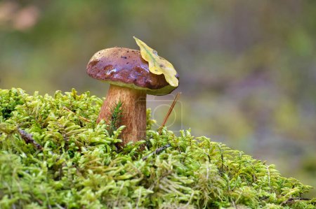 Boletus pinophilus mushroom is nestled amidst a lush setting, surrounded by the vibrant green hues of moss and grass