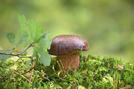 Wild pinewood king bolete mushroom is nestled amidst a lush setting, surrounded by the vibrant green hues of moss and grass