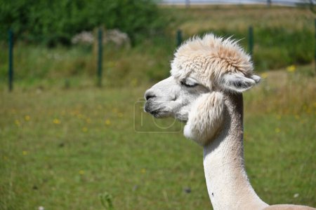 White alpaca with a thick, fluffy coat and a pronounced hairstyle, its eyes are slightly closed, and it appears to be looking into the distance